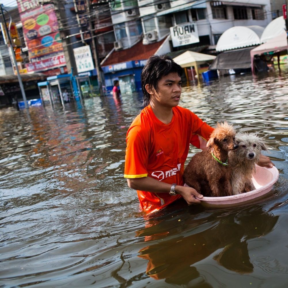 111023064137-thailand-flood-dogs.jpg