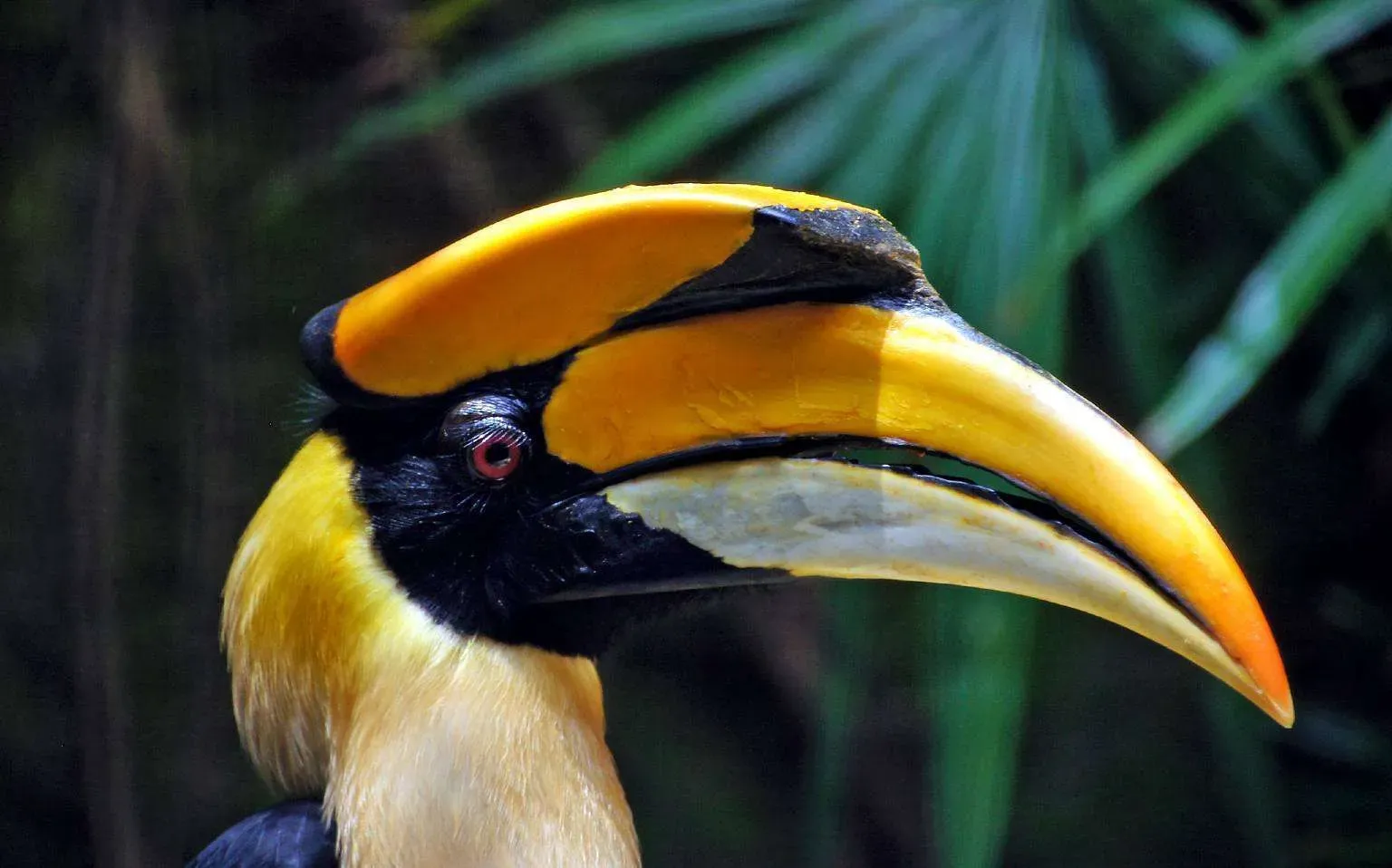 A-Great-Hornbill-F-Bernard-Spragg.-NZ.webp