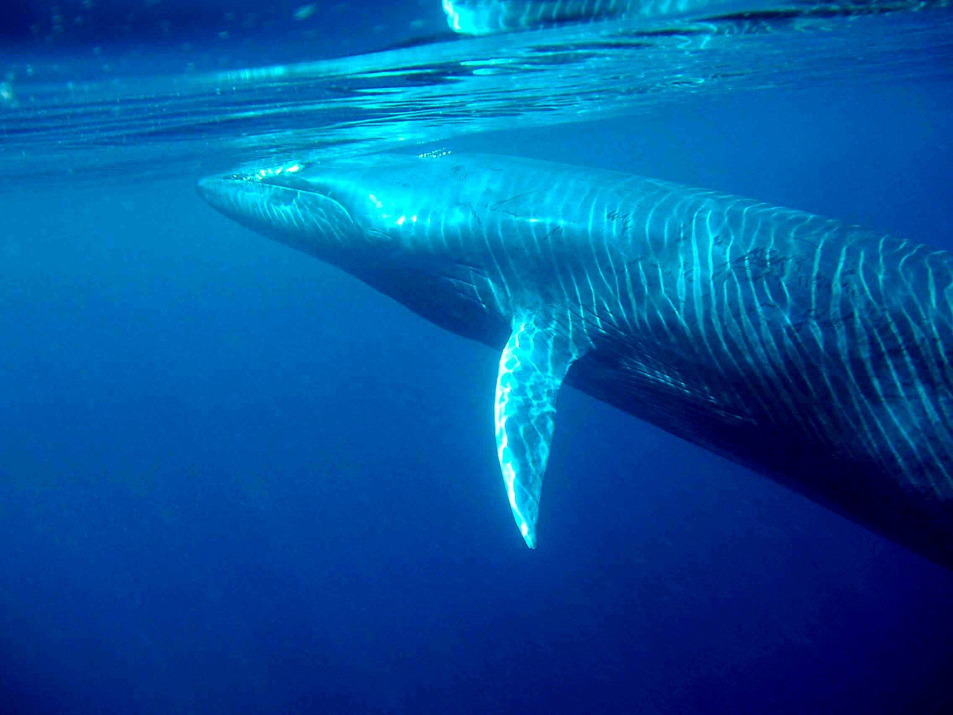 Bryde´s_whale.jpg