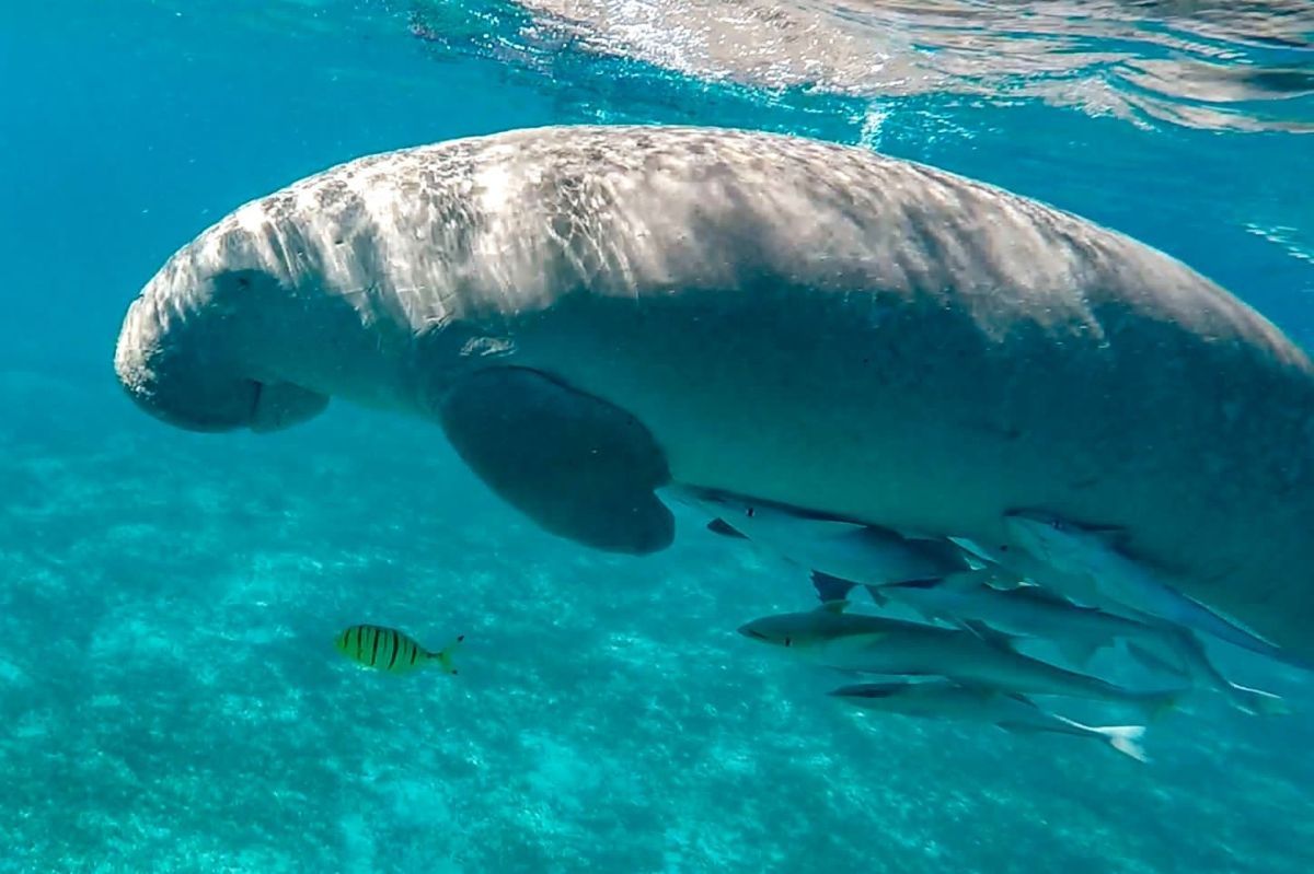 Dugong.jpg