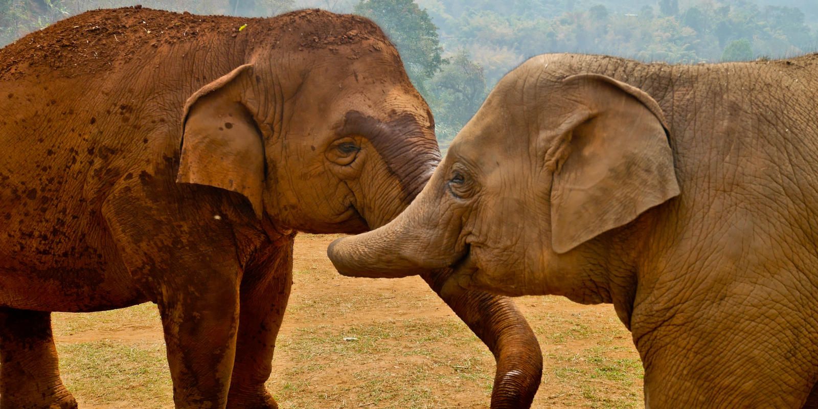 Elephant-Nature-Park-Chiang-Mai-Two-Friendly-Elephants.jpg