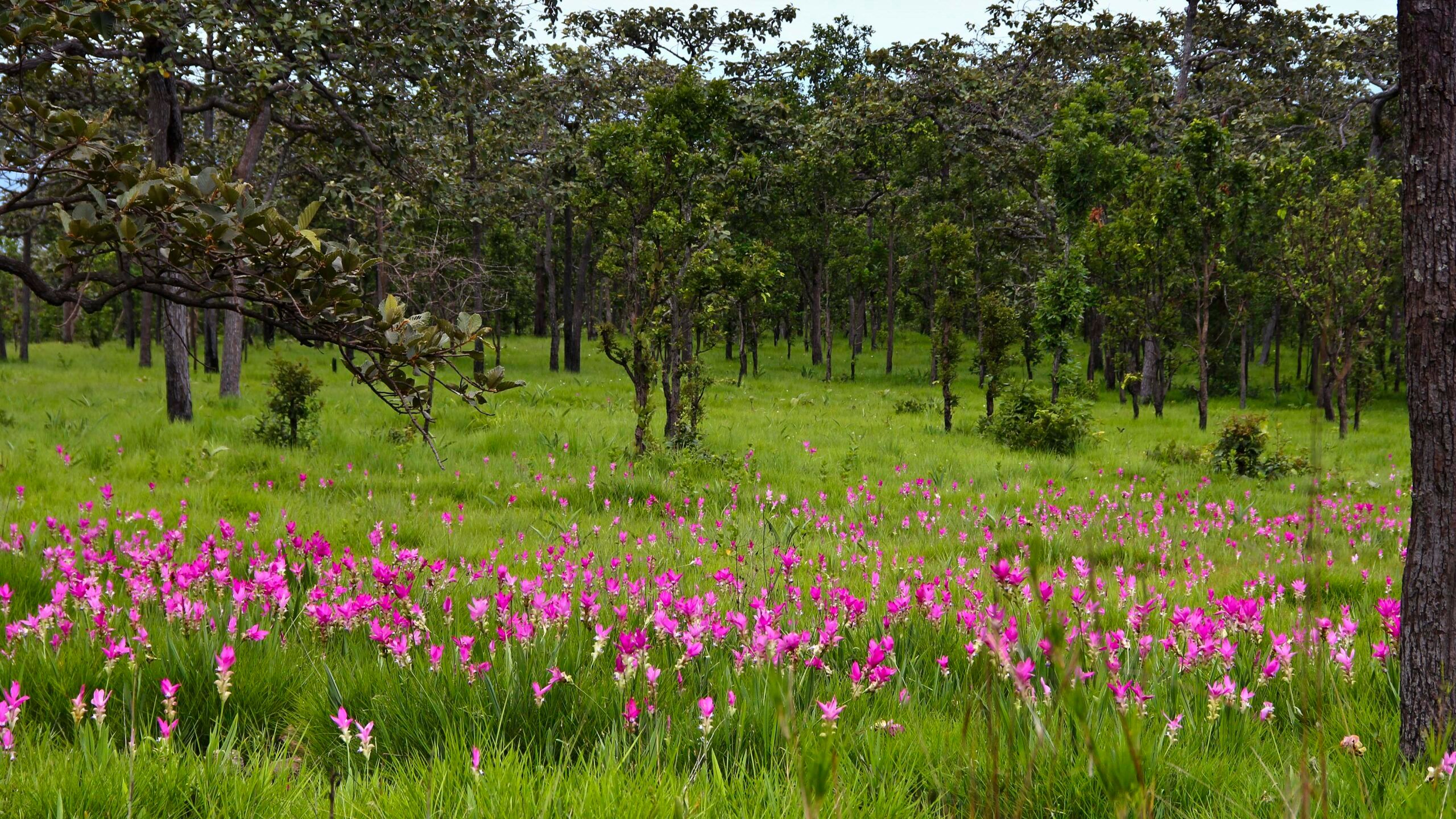 Krachiao-Flower-Field-scaled.jpg