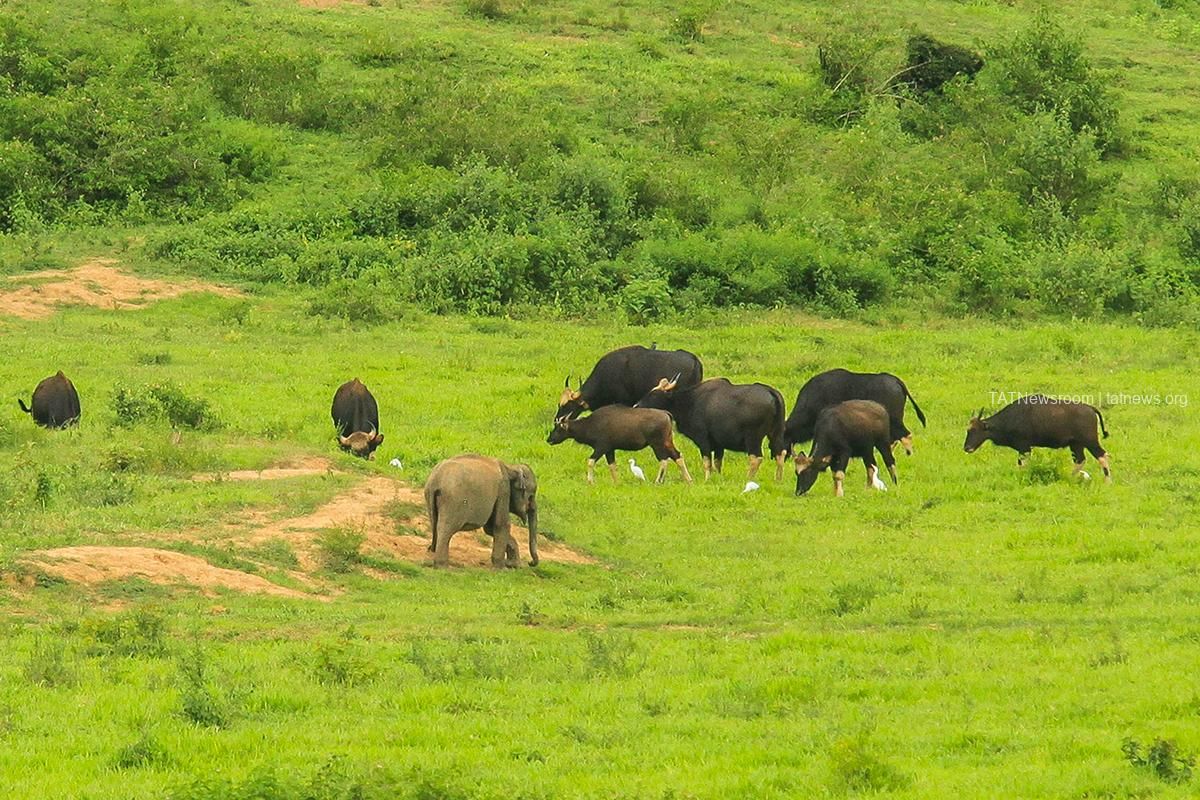 Kui-Buri-National-Park-Prachuap-Khiri-Khan.jpg