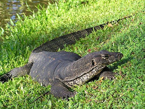 Malayan_water_monitor.jpg