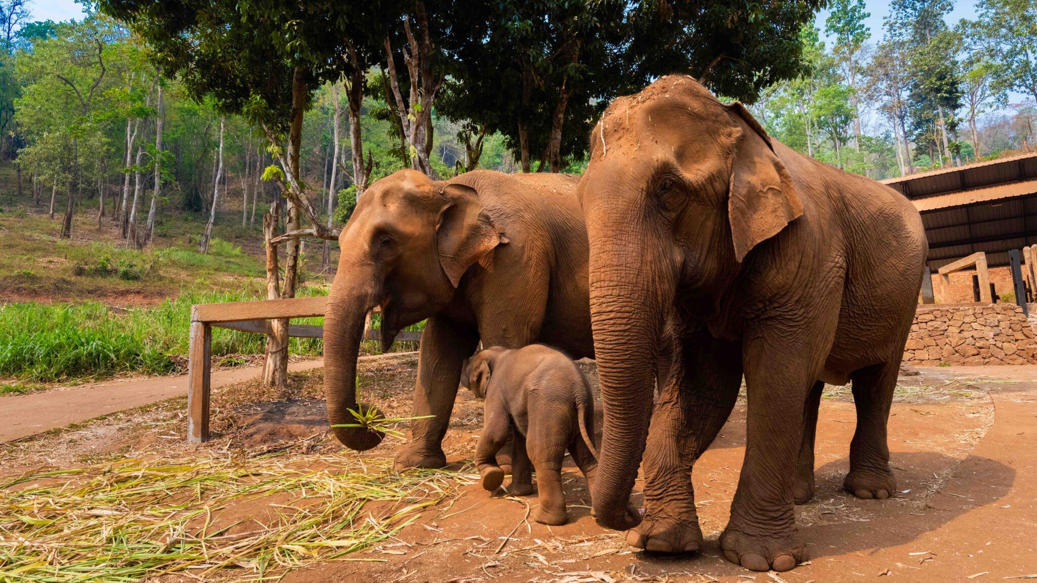 Patara-Elephant-Farm-Chiang-Mai-2-2048x1152.jpg