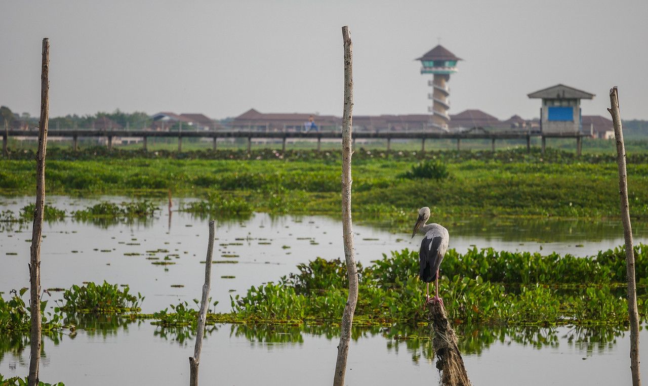 Phatthalung_Thale_Noi_Thailand-16-X2.jpg