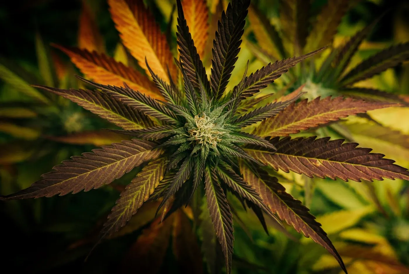 Premium-Weed-Shop-in-Jomtien-Pattaya.webp