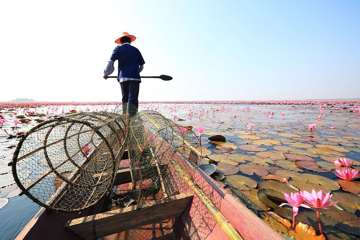 Red-Lotus-Sea-at-Nong-Han-Lake-Udon-Thani.jpg
