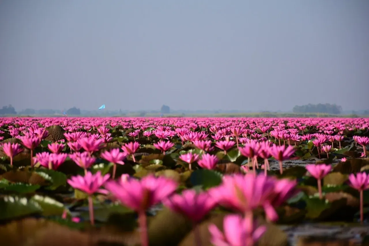 Red-lotus-lake-2.jpeg.webp