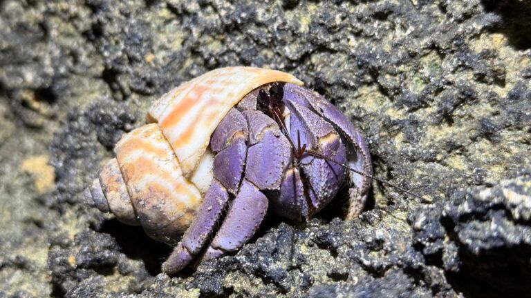 Return-Home-to-Hermit-Crabs-2-768x432.jpg