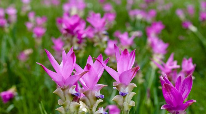 Thailand-invites-the-world-to-enjoy-the-glorious-tulips-of-Chaiyaphum-3.jpg