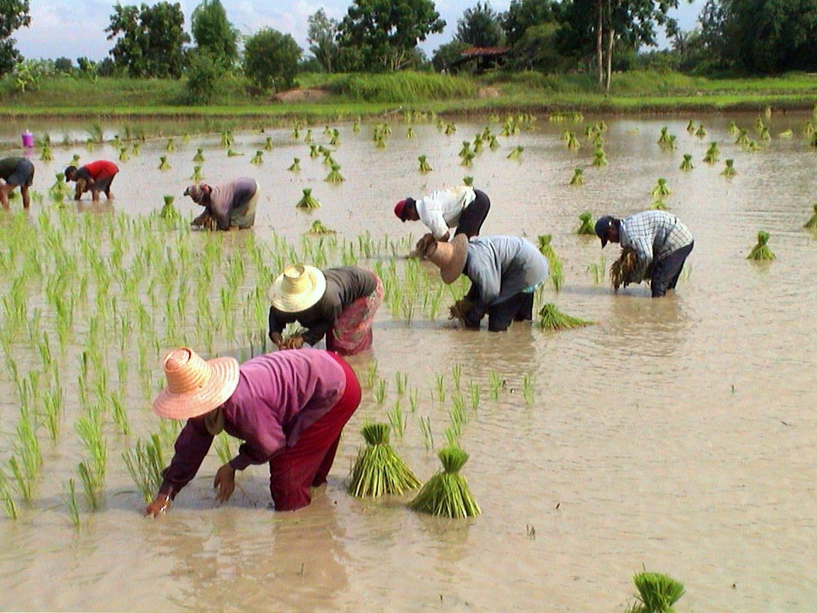 Tranplant-rice-tahiland.jpeg