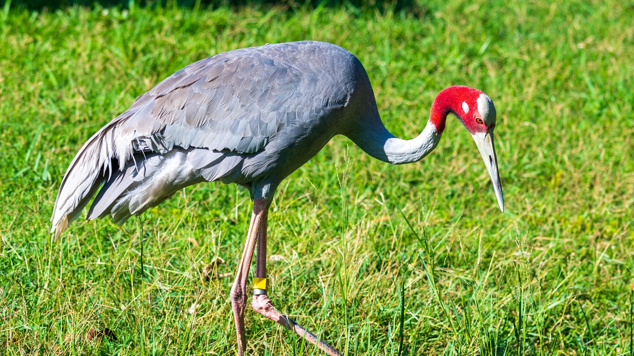 Wetland-and-Eastern-Sarus-Crane-Conservation-Center-Buri-Ram-3-2048x1152.jpg