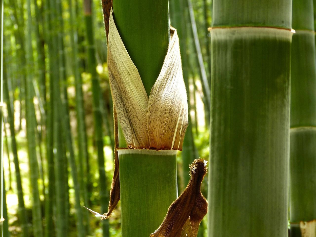 bamboo_forest_352632_1280_66e9552f32.jpg