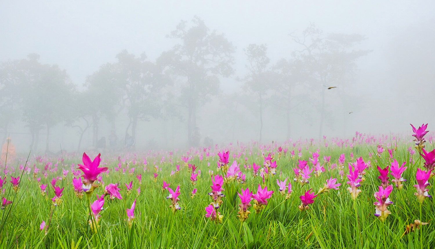 chaiyaphum-cover.jpg