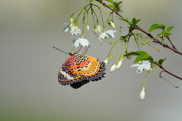 phuket-butterfly-garden-21.jpg