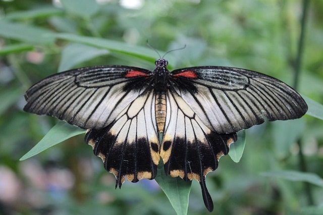 phuket-butterfly-garden-great-mormon-butterfly-640.jpg