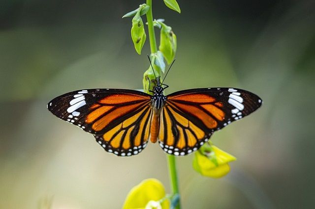 phuket-butterfly-garden-tiger.jpg